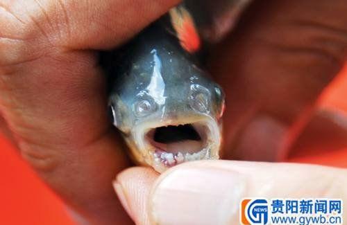 贵州尖牙鱼图片：疑似食人鱼近亲