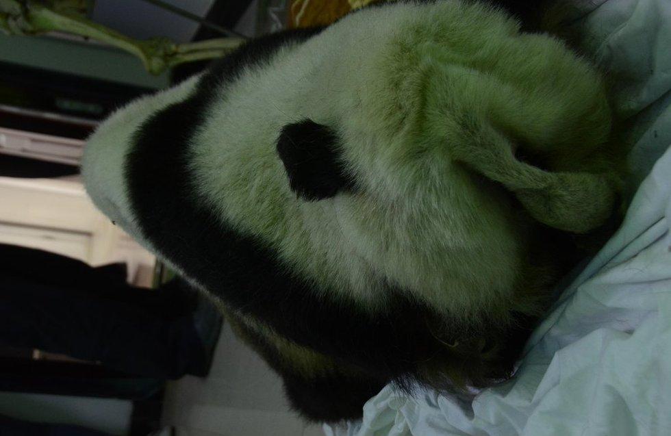 [组图]被盗的价值125万大熊猫标本 你敢买吗？