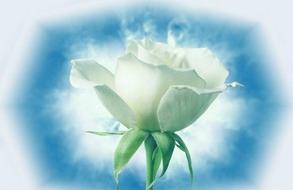 白玫瑰花语 白玫瑰代表什么