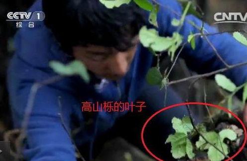 专家揭《舌尖2》爬树造假证据 导演李勇:会道歉