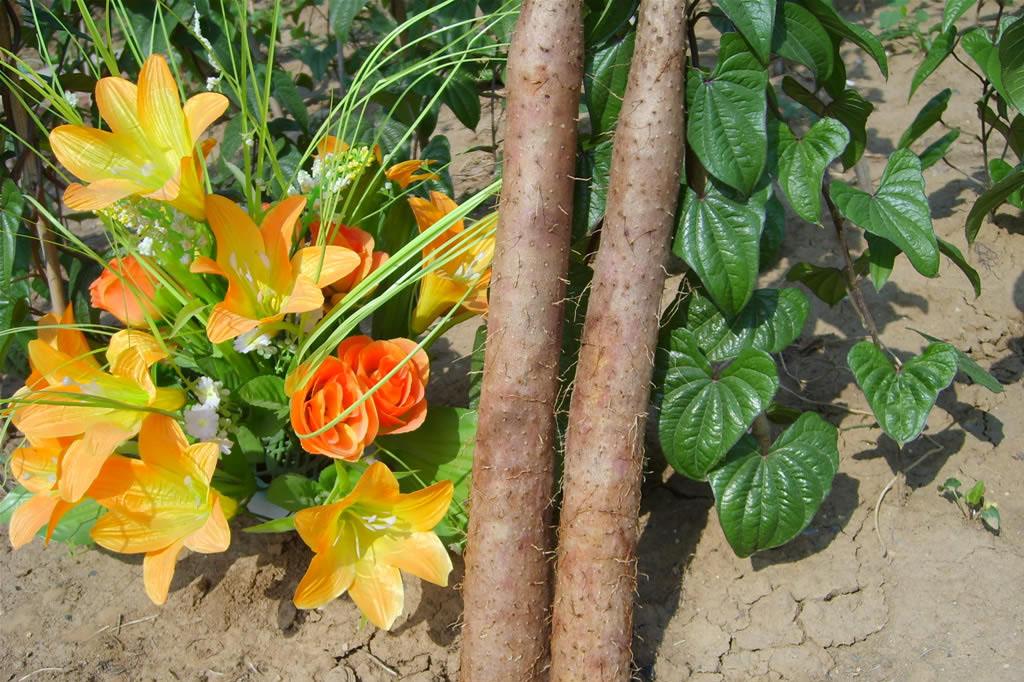 小儿食欲不振的食疗方法