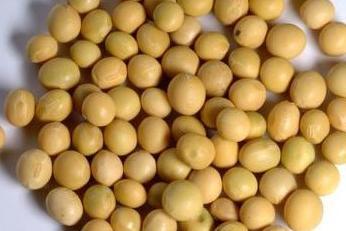 孕妇吃什么可以预防妊娠纹