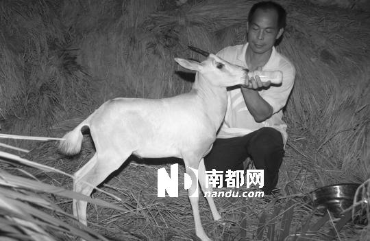 深圳饲养员首次奶粉抚育成功白长角羚