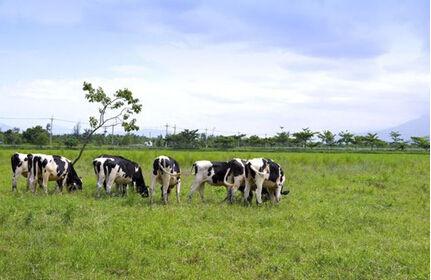 优质奶源和领先技术，造就母乳级别美庐奶粉