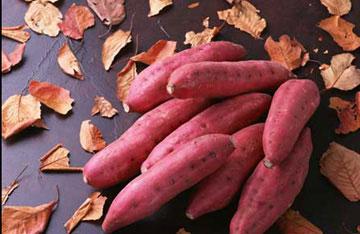 秋季补中益气吃红薯