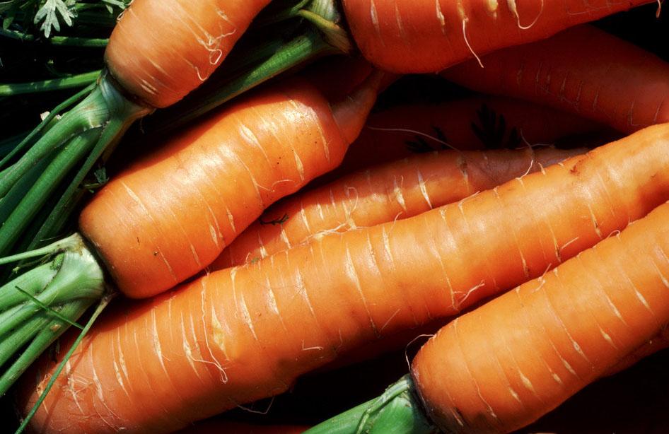 初秋的辣萝卜是防癌食物