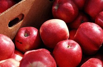 怎么吃苹果才健康 吃苹果有哪些注意事项