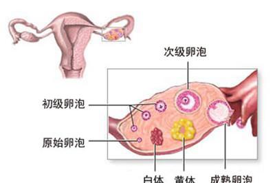 卵泡监测的方法