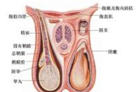 隐睾症的原因