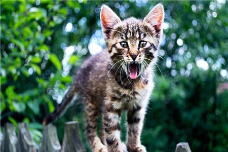 11个月宝宝智力测试题