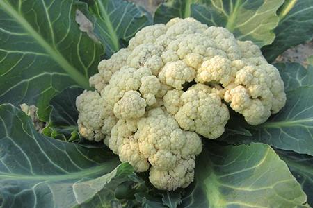 哺乳期吃菜花回奶吗