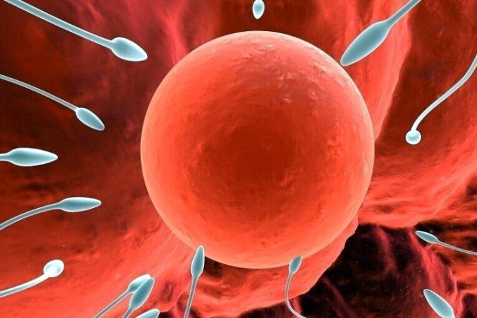 如何检查卵子质量