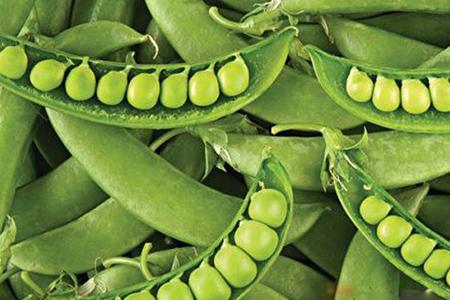 哺乳期可以吃扁豆吗