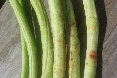 豆角起斑能吃吗