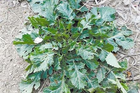 女子吃野腊菜中毒 晒太阳后头脸发肿