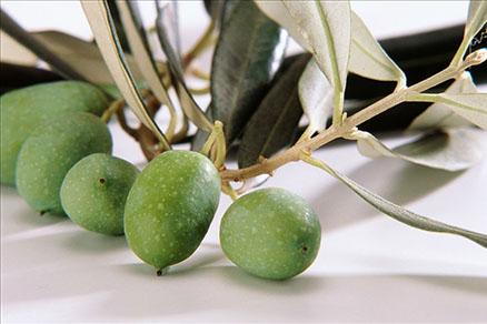 怀孕可以吃橄榄吗 孕妇能不能吃橄榄