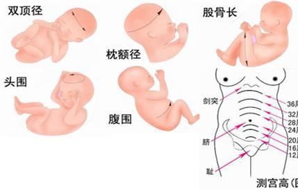 胎儿发育指标 详细讲解每个月的指标