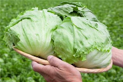 吃莴苣能催乳?专家：能畅通乳腺