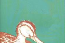 让路给小鸭子绘本故事