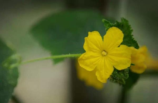 黄瓜和牵牛花的故事