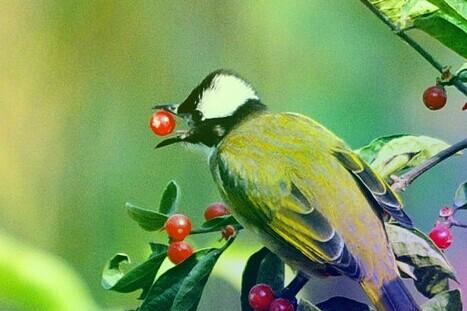 麻雀和老鹰的童话故事