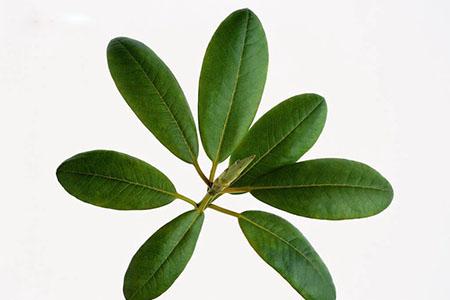 枇杷叶煮水宝宝能喝吗