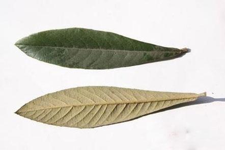 枇杷叶煮水孕妇能喝吗