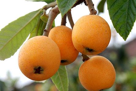 宝宝可以吃枇杷吗