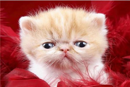 父母让孩子自立的事例