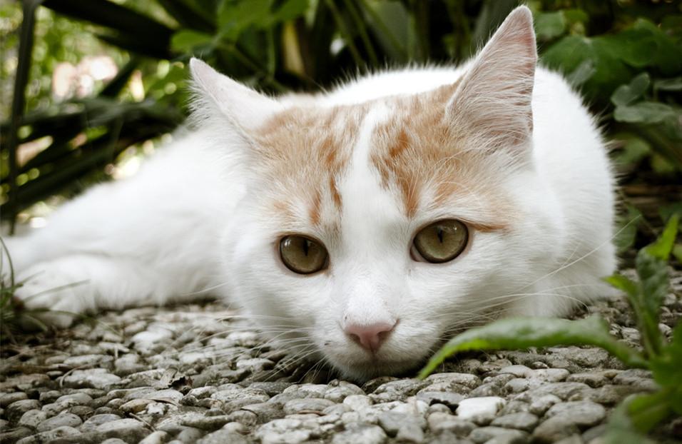 北极猫的故事