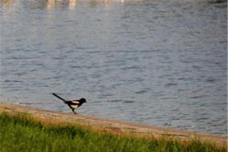 小喜鹊找水的故事