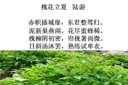 关于立夏的诗句
