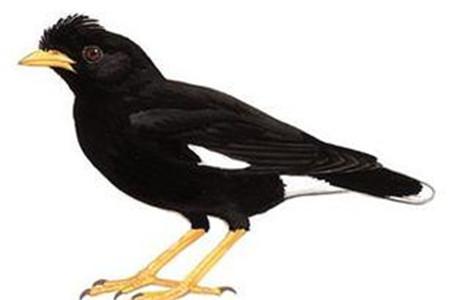 八哥学舌的寓言故事