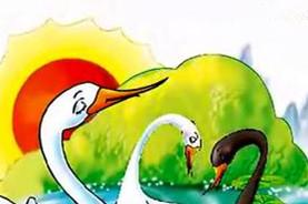 黑天鹅与白天鹅的故事