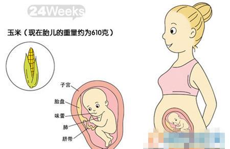 24周胎儿发育标准