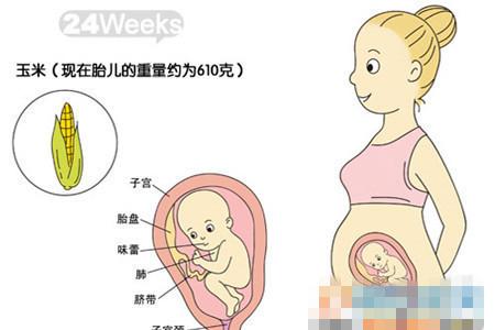 24周胎儿发育标准