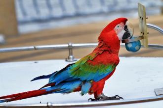 鹦鹉的智慧的故事