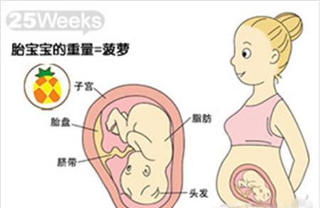 怀孕25周胎儿发育标准