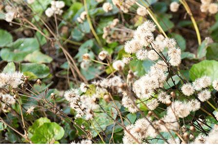明一天籁牧羊羊奶粉