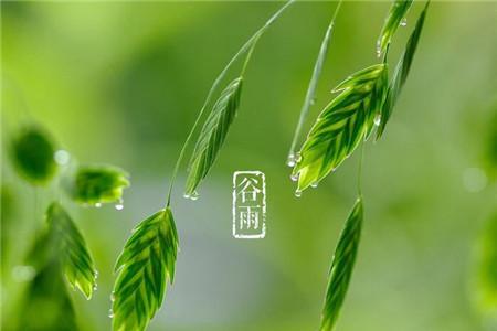 日历谷雨是什么意思？雨生百谷好时节
