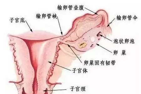 怀孕6周宫腔有积液是怎么回事