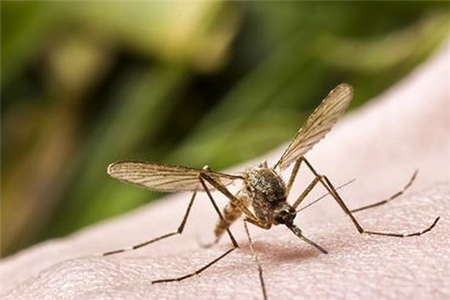 蚊虫叮咬过敏怎么办