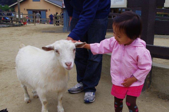 如何教宝宝认动物图片