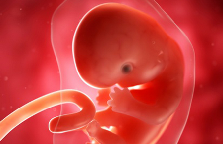 怀孕7周胎儿发育情况