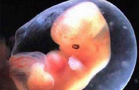 怀孕7周胎儿有多大