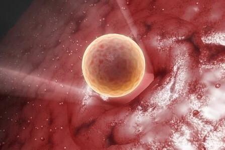 精子和卵子结合需要多长时间