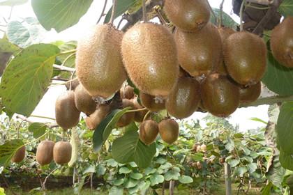 孕妇能吃猕猴桃吗