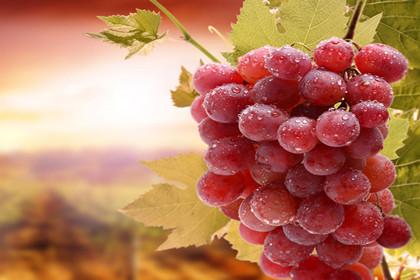 孕妇可以吃葡萄吗