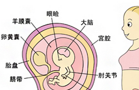 怀孕8周胎儿发育情况