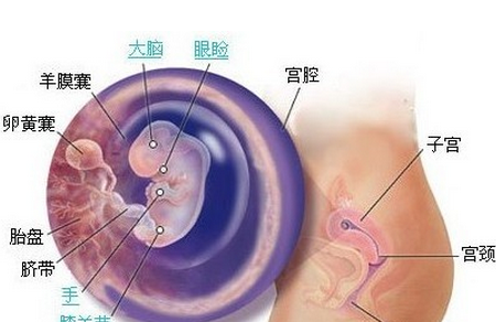 怀孕8周胎芽应该多大